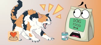 angry cat being fed dog food