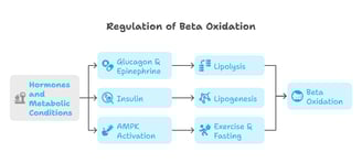 beta oxidation regulation