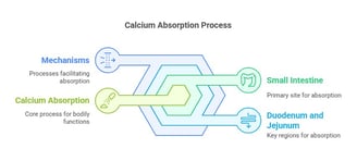 Calcium absorption process