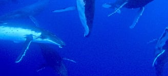 Danse de baleines