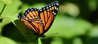 Monarch butterfly on a leaf, symbolizing transformation and growth