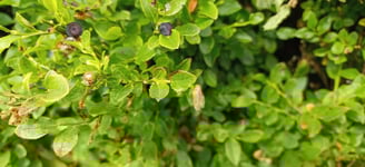 Bilberries