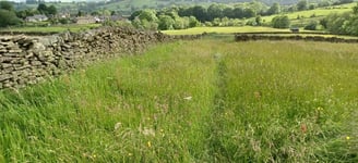 Lush summer meadow