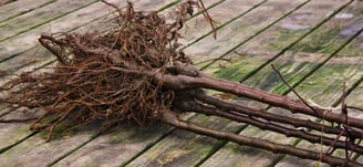 Bare root fruit tree bundle