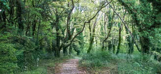 Stone path in the forest