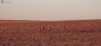 Wild deer running
