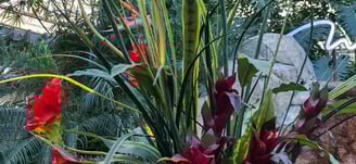 Beautiful plants in The Mirage atrium
