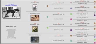 Halliburton's "Beny Bob" 1xW 1xL Pedigree  APBT History