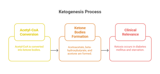 Ketogenesis process
