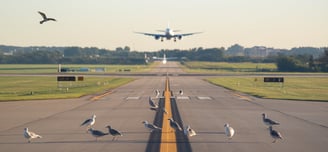 A plane landing at an airport with birds in the foreground.
