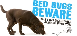 PK-9 detection dog tracking a bed bug
