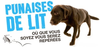 Illustration d'un chien détecteur suivant une punaise de lit, symbole du service de détection PK-9
