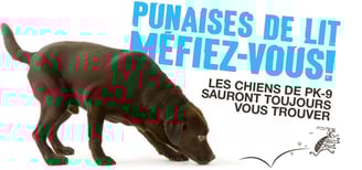 Punaises de lit méfiez vous, les chiens de PK-9 sauront toujours vous trouver.