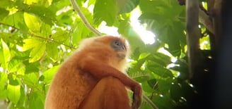A red leaf monkey in Danum Valley
