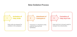 beta oxidation activation