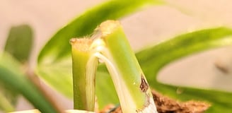 Weak, snapped plant stem