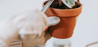 Pruning a Calathea plant with thick protective gloves