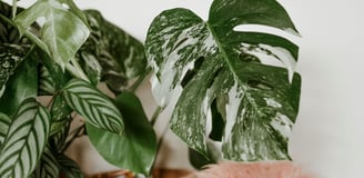 Monstera deliciosa Albo Variegata