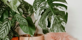 Monstera deliciosa Albo Variegata