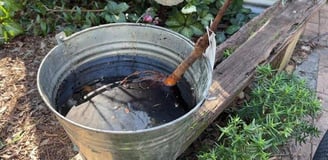 Pre-soaking a bare root fruit tree