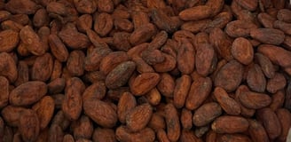 Criollo Classique — L’Équilibre Parfait