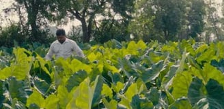 Transforming Agriculture in Uttar Pradesh: World Bank’s $325 Million Initiative for Sustainable Grow