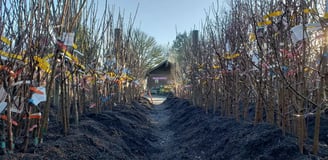 Heeled in bare root fruit trees