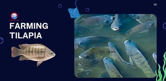 Everything You Need to Know About Farming Tilapia