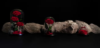 three red roses in a glass dome with a black background_LaPetale Rose_Dubai_alaweer