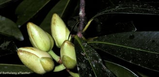 Fruits du palmier kpangnan