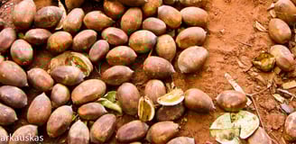 Fruits du palmier babassu