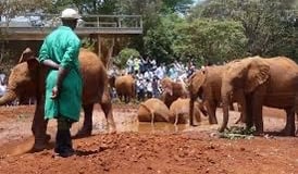 Baby Elephant Orphanage