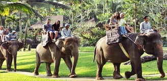 a group of people riding on elephants in the jungle