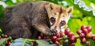 a small animal is eating coffee beans on a tree