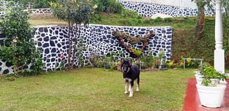 Dog in the garden at Nobel Bungalow Nuwara Eliya – pet-friendly outdoor space