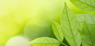 a close up of a green leafy plant