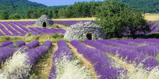 Lavender fields Provence traditional stone shelters