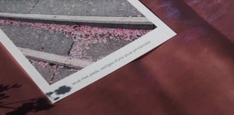 photographie de pétales roses