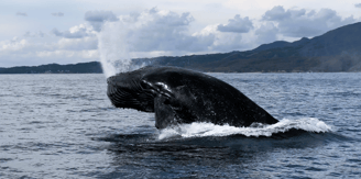 a whale breaching in the ocean 