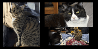 Van Life Preppers, Our cats Skylar and Marley