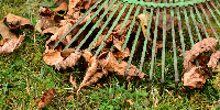 Leaves removal and raking company 