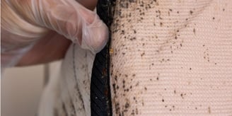 inspection professionnelle d’un matelas infesté par des punaises de lit avec excréments visibles
