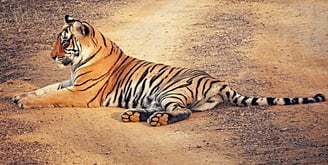 A tiger in laid-back mood