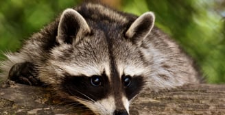 raccoon
