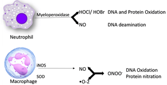 . Free radical species generated during inflammatio
