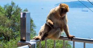 foto do macaco no topo em Gibraltar