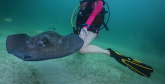 tour com arraias ilhas cayman