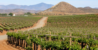 Ruta del vino en el Valle de Guadalupe