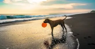 Best Dog Friendly Beaches in Key West