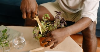 Cutting a houseplant with scissors